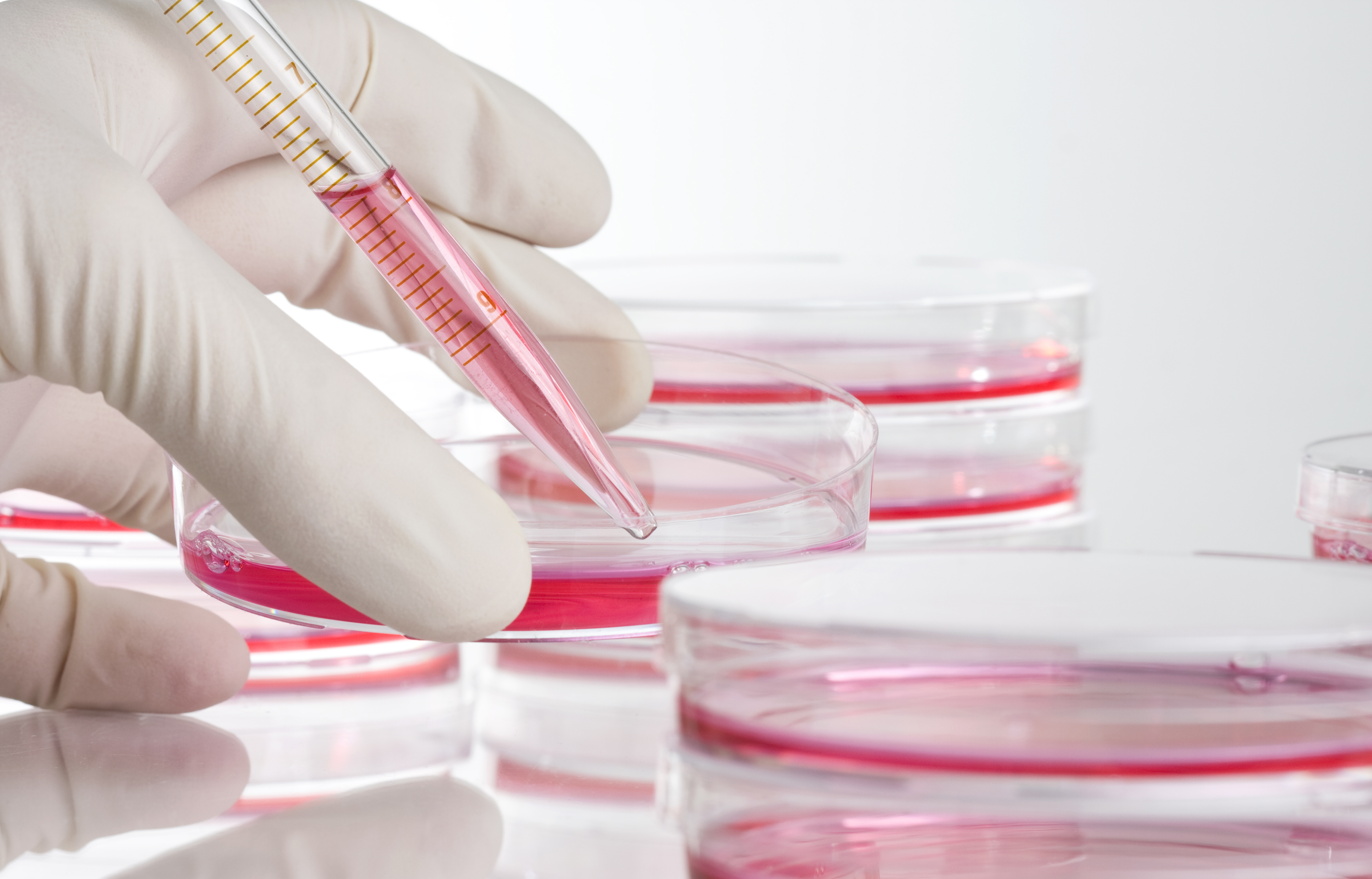 stem cell culturing