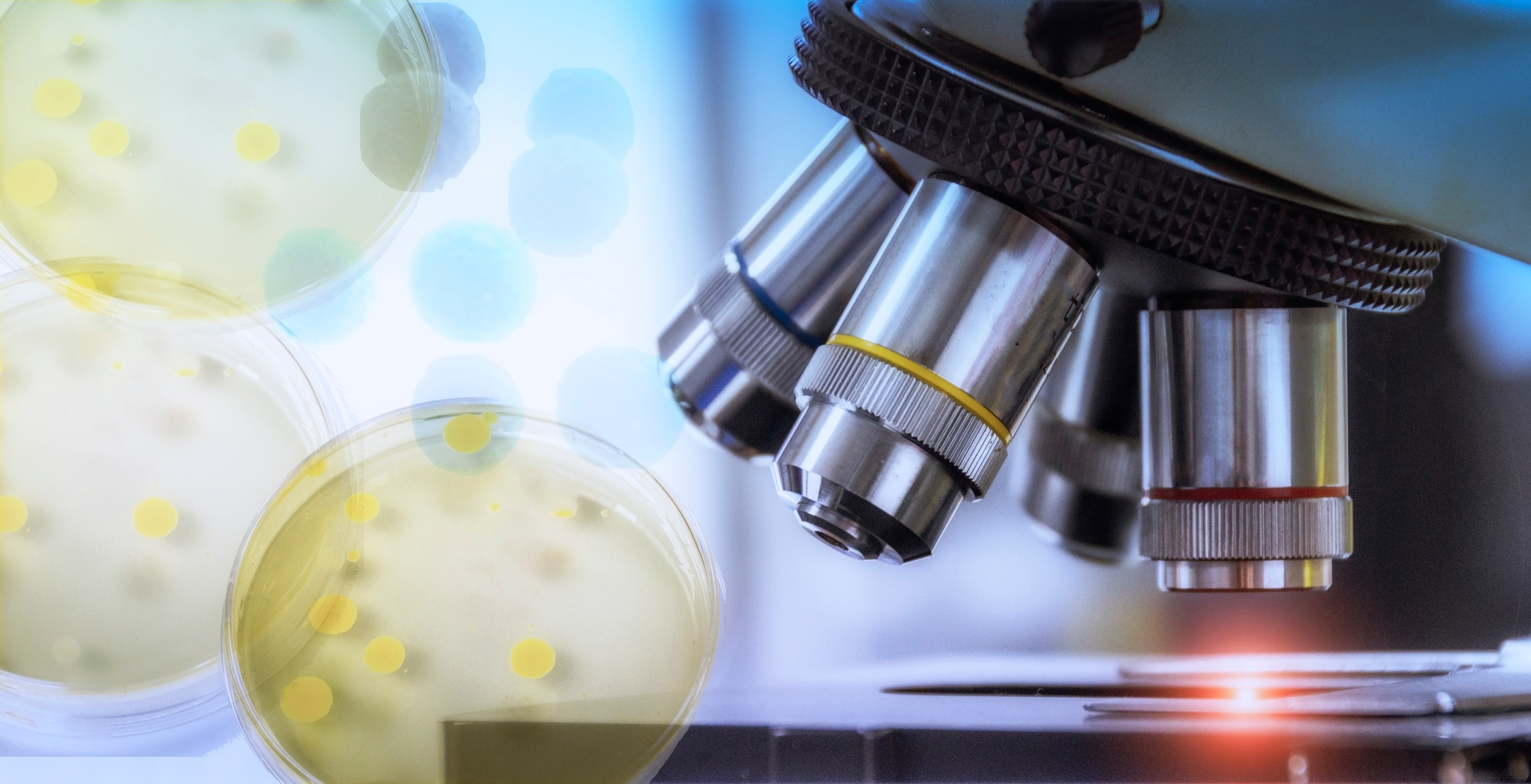 microscope / stem cells