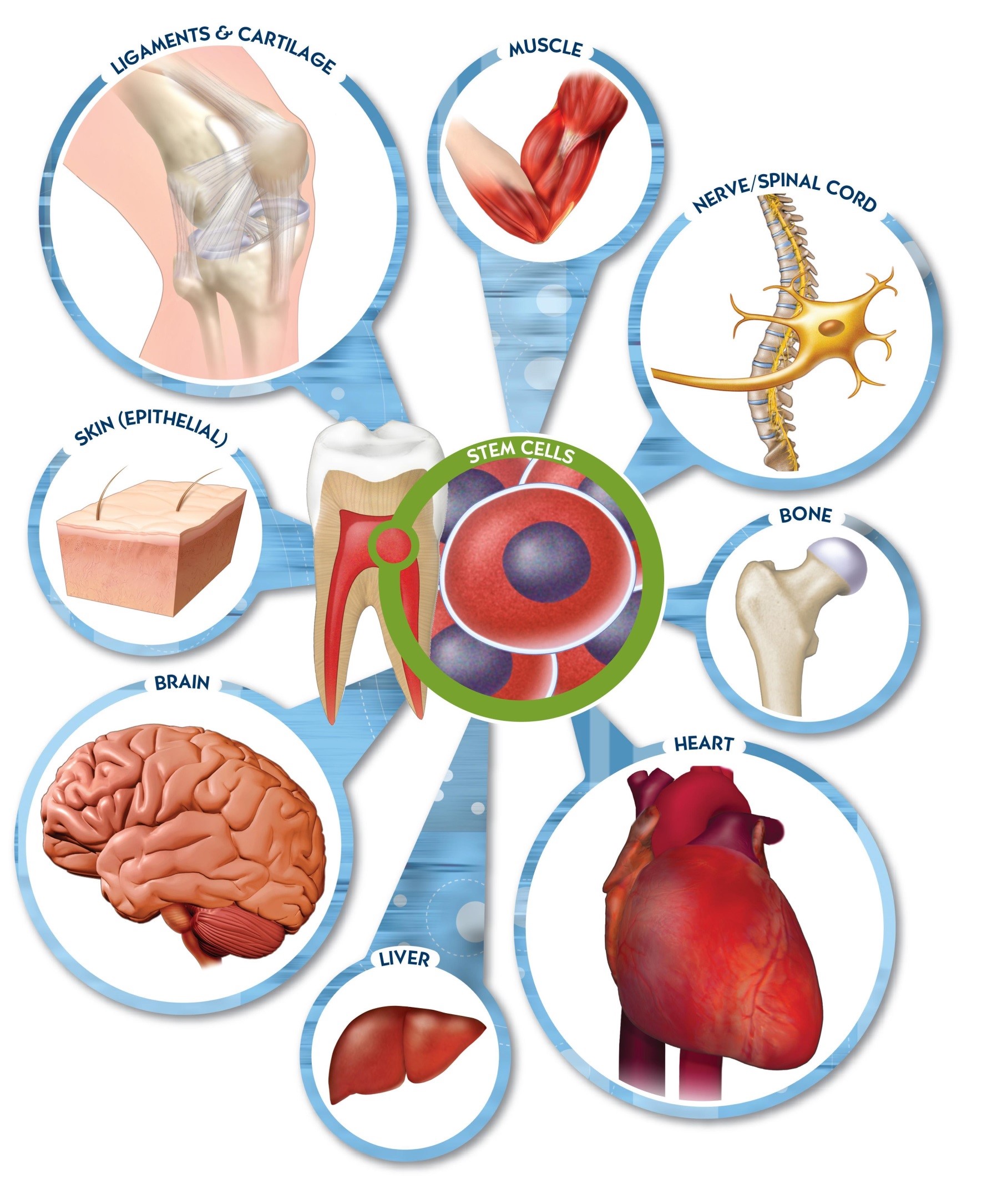 dental stem cells