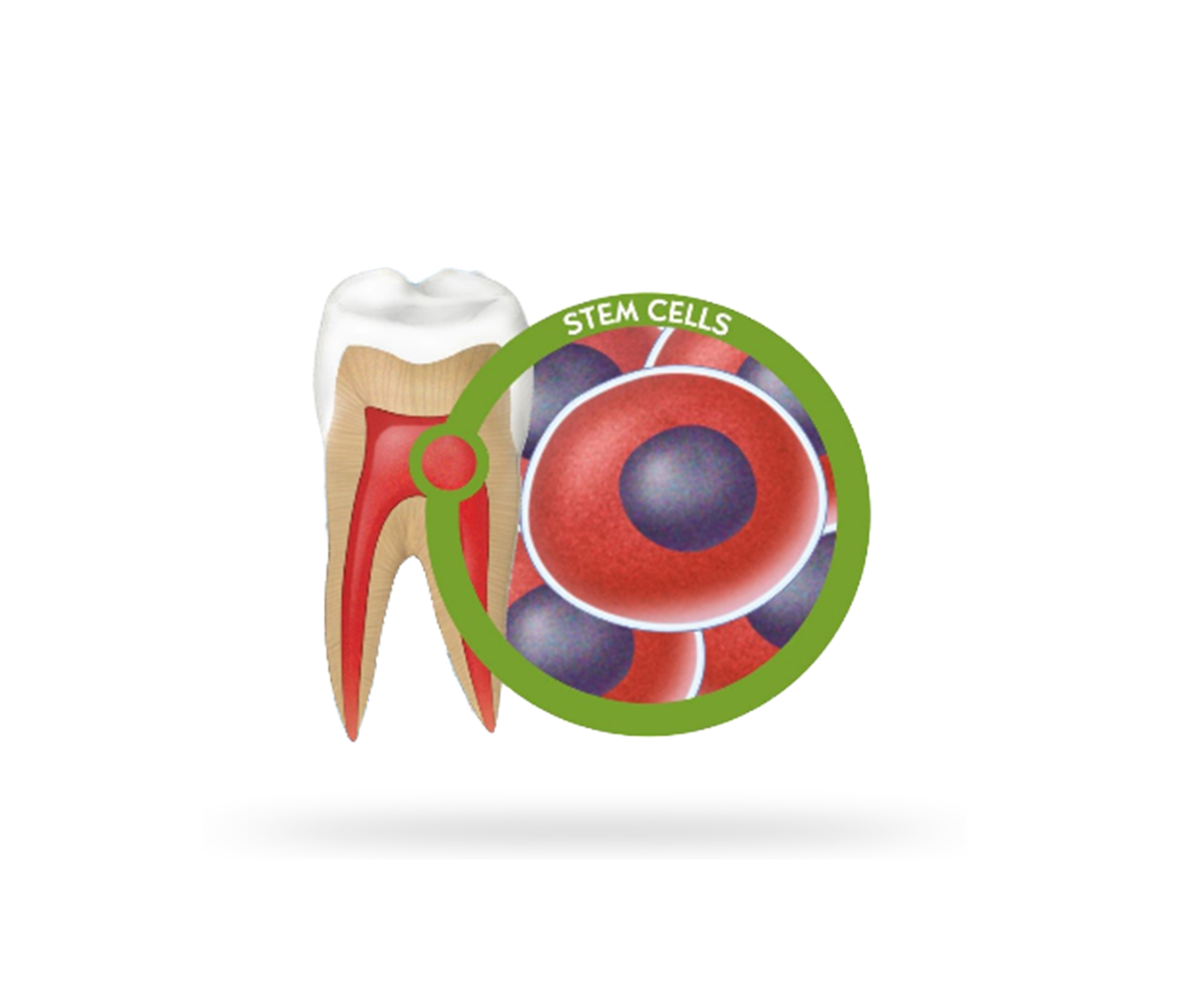 pulpal stem cells